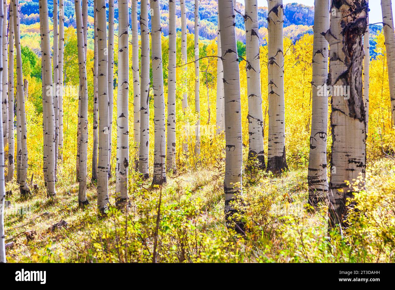 Autumn Color with Aspens turning along Kebler Pass road west of