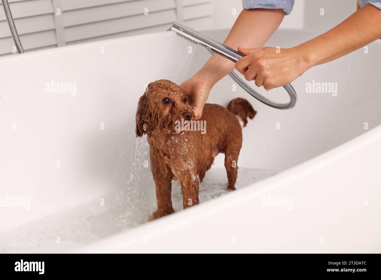 Woman washing cute Maltipoo dog in bathtub indoors. Lovely pet Stock Photo