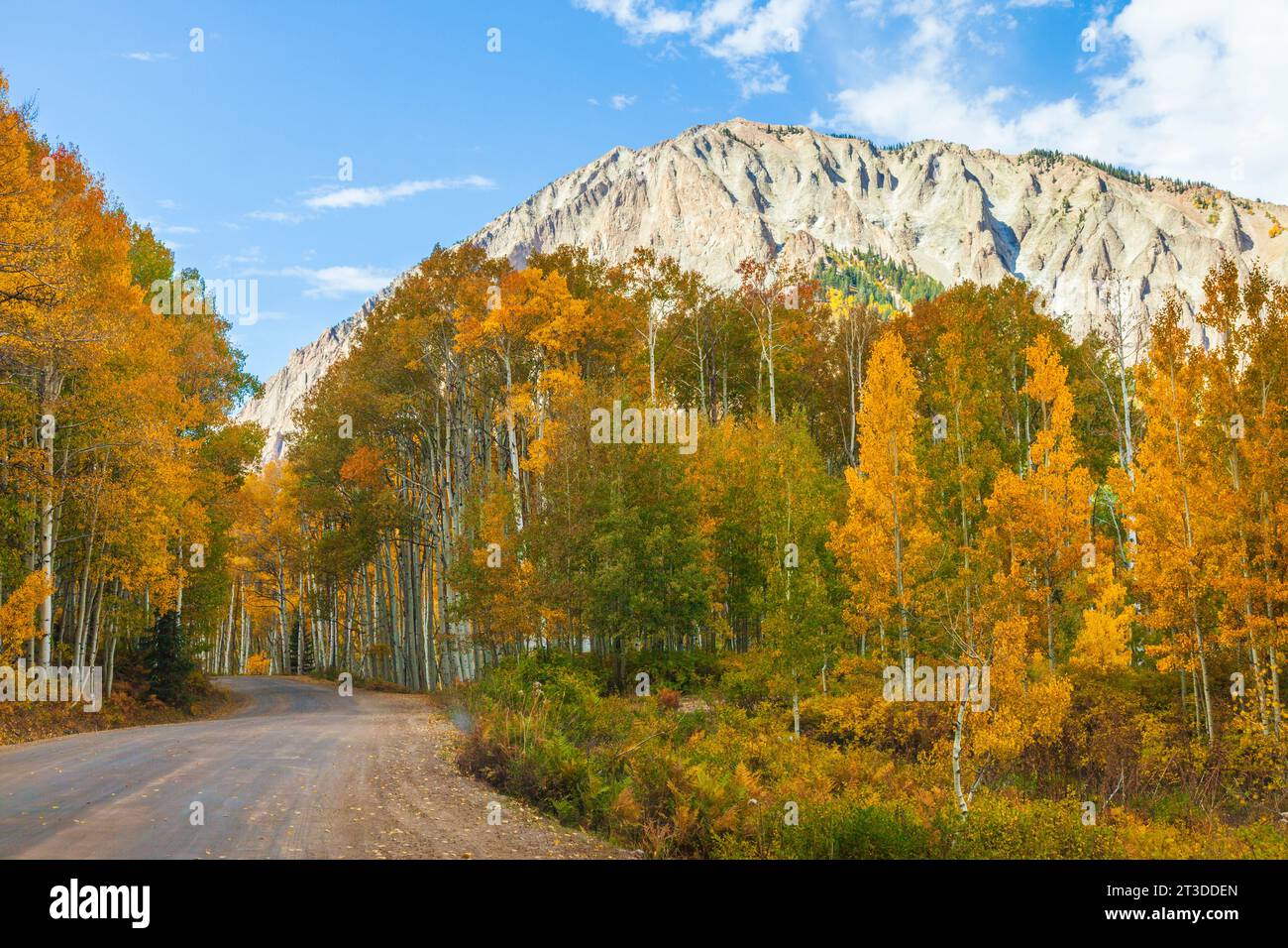 Autumn Color with Aspens turning on Kebler Pass road (officially