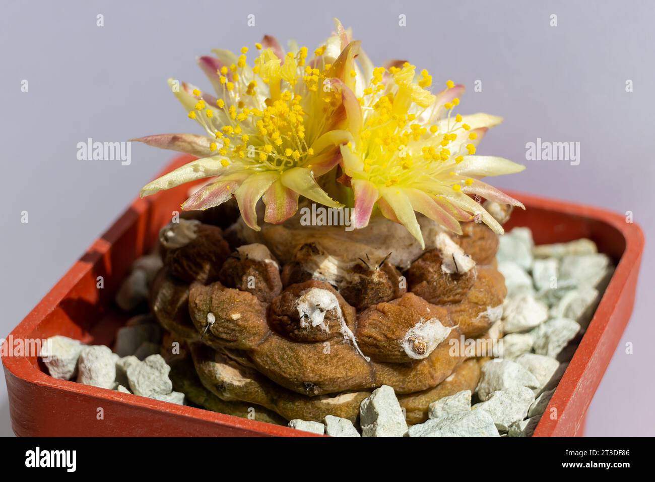 Chilean cactus Copiapoa hypogaea cv. Lizard Skin with two yellow flowers in close-up. Stock Photo