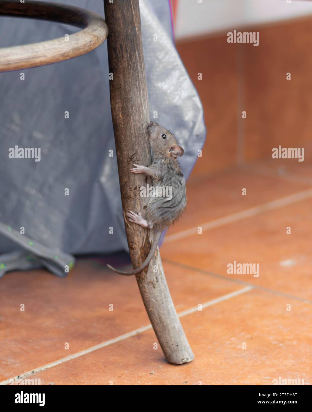 Mouse  (Mus musculus) climbing the old antique wooden chair leg. Stock Photo