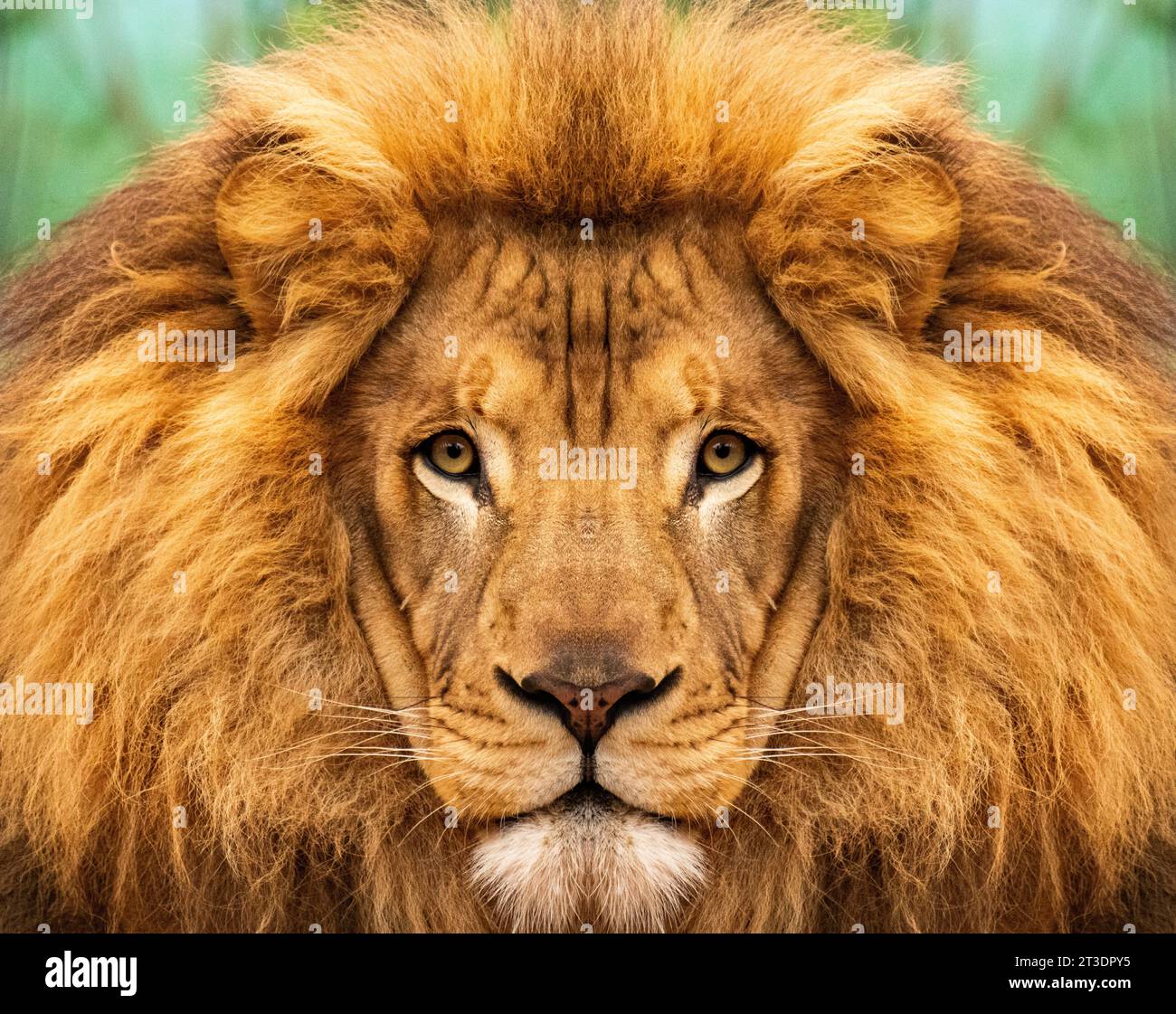 Strong beautiful face male lion hi-res stock photography and images - Alamy