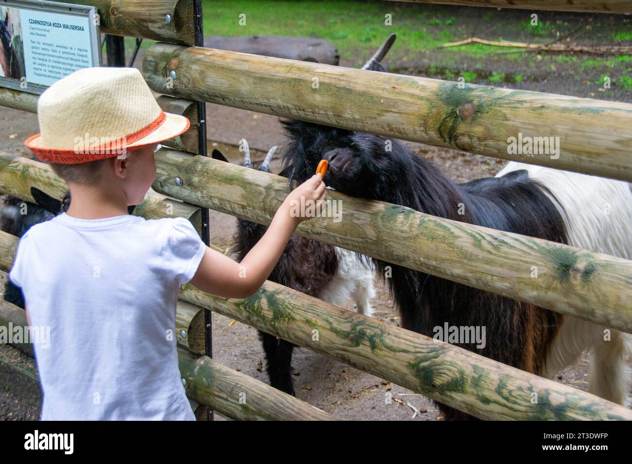 Cute toddler boy looking at a goat on a farm on SUMMER day. Children feeding a llama on an animal farm. Kids at a petting zoo at fall. Active leisure Stock Photo