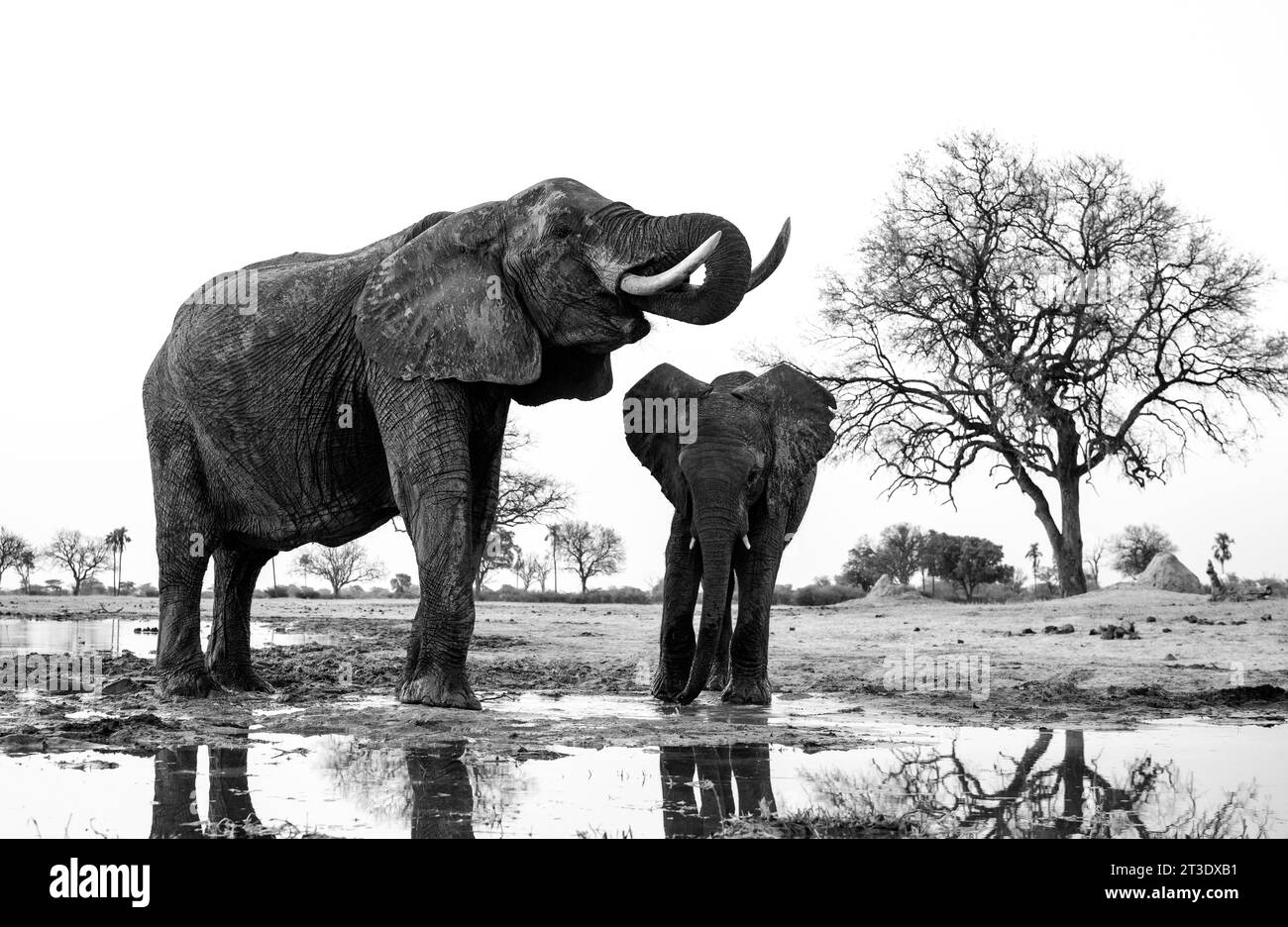Elephants are seen in water point at Hwange national park in Zimbabwe on 17 October 2023. Stock Photo