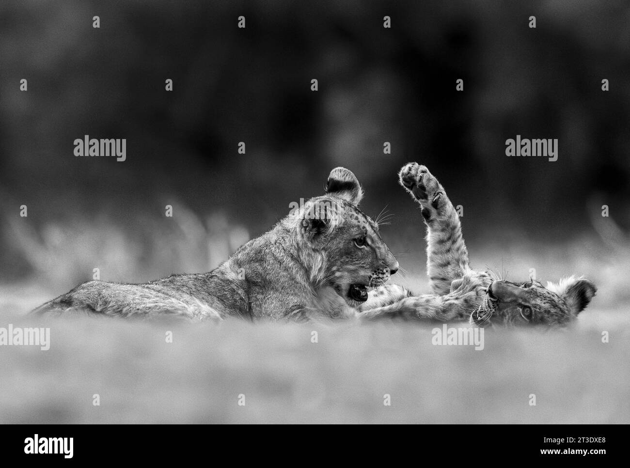 Lion's cubs are seen in Mana pools national Park in Zimbabwe on 18