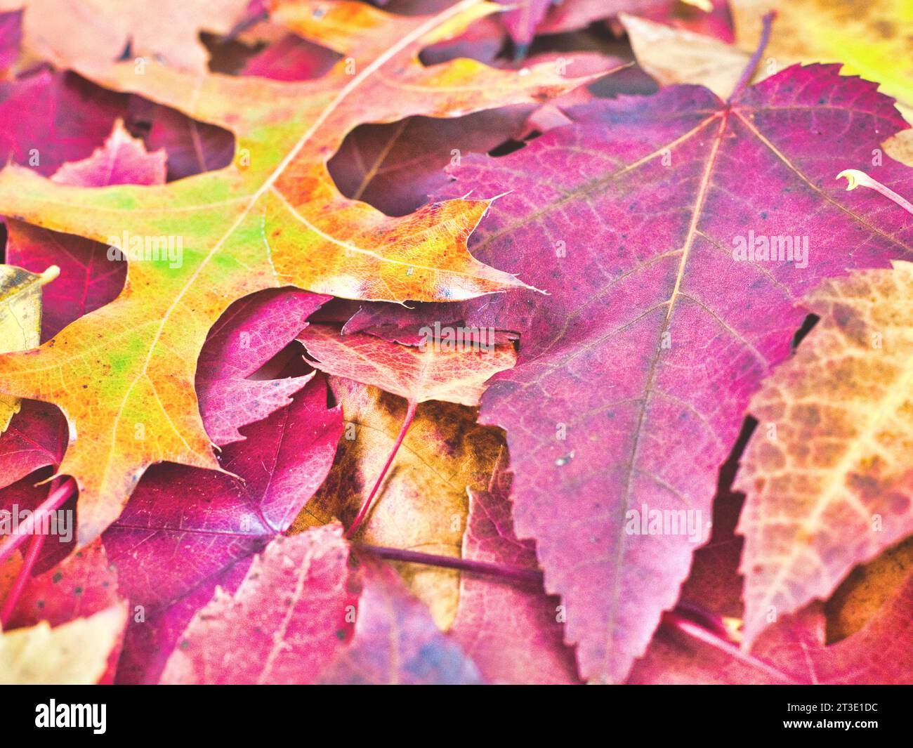 Colorful image of fallen autumn leaves on the sidewalk. Red and yellow maple and oak leaves for Halloween, Thanksgiving, autumn theme. Seattle, WA. Stock Photo