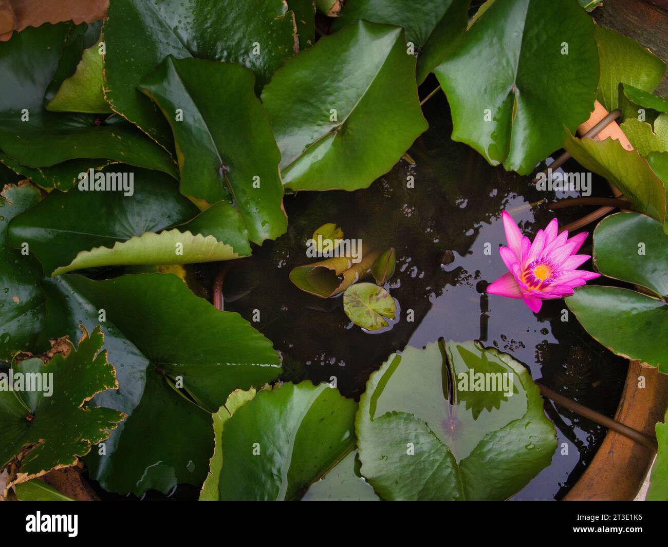 Zen image of top down view of water lily with green leaves & a vivid pink flower in a container pond at a tropical botanical garden in Kauai, Hawaii. Stock Photo