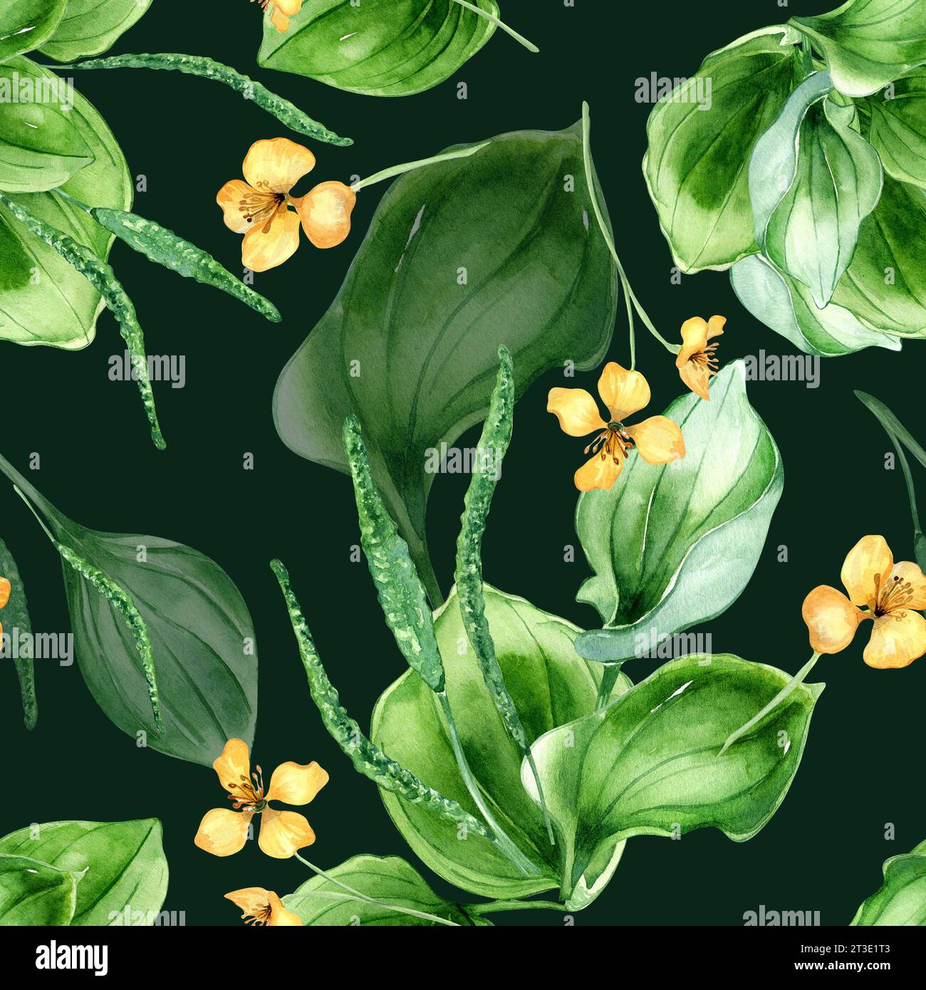 Plantago broadleaf, celandine watercolor seamless pattern isolated on dark background. Plantain, green leaves, herb chelidonium, psyllium hand drawn. Stock Photo