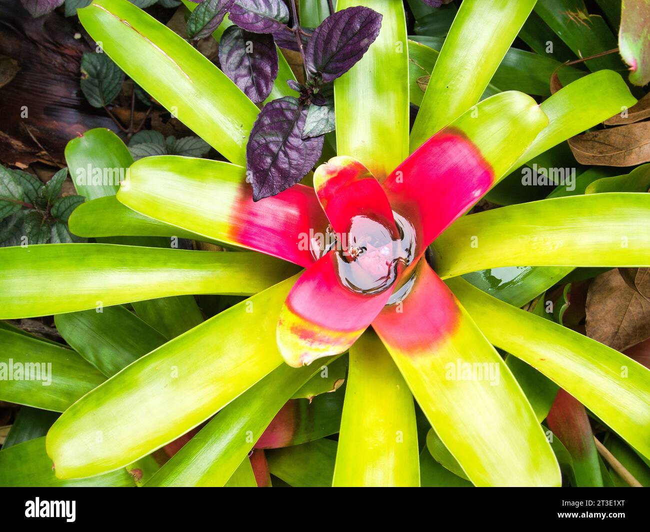 Top down view of pink and green wild bromeliad in botanical garden on Hawaii's Big Island. Bromeliad holding reflective water in the center. Stock Photo