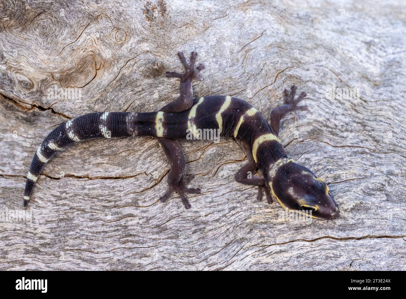 Australian Inland Marbled Velvet Gecko Stock Photo Alamy