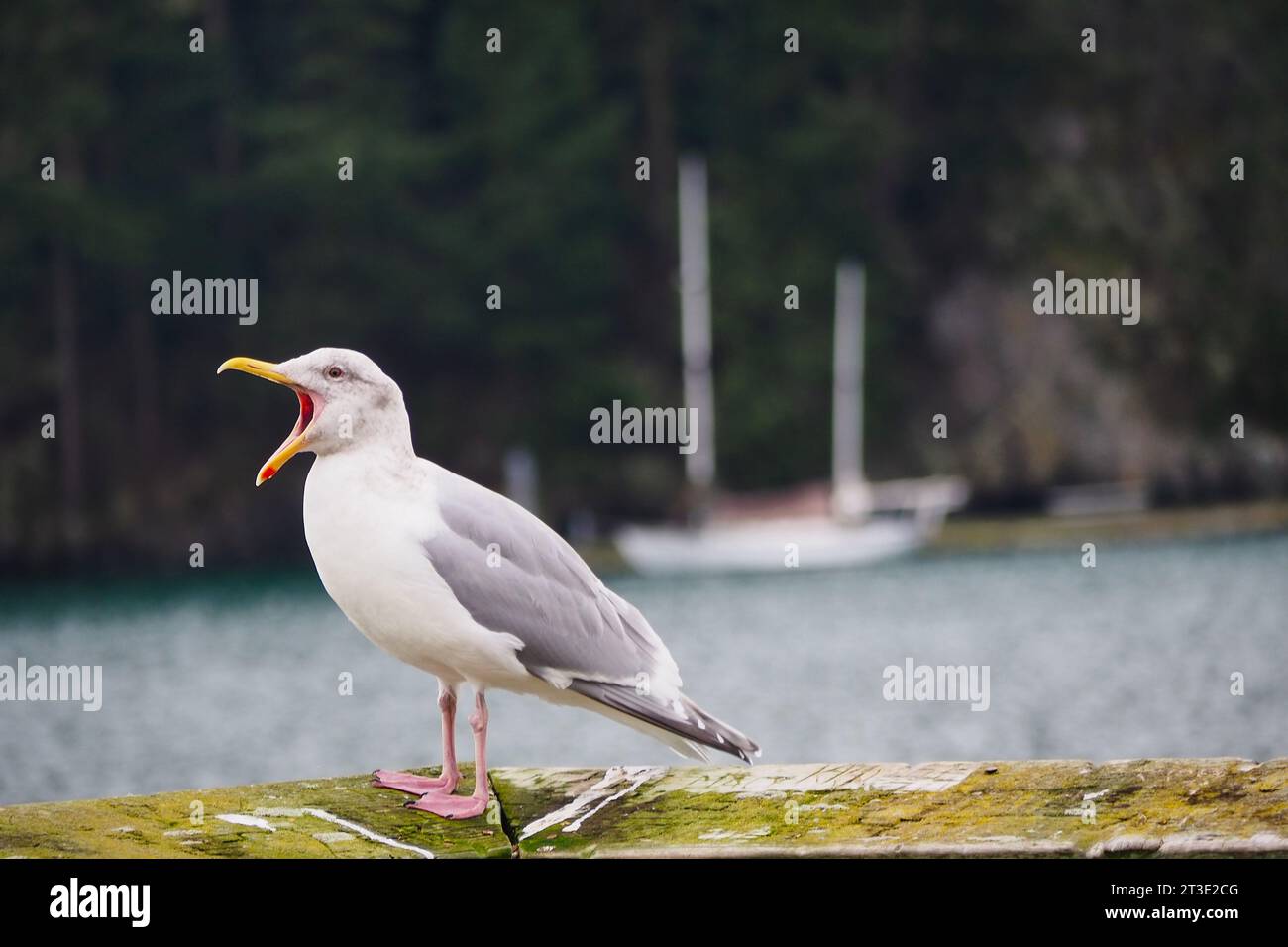 A squawking seagull in front of a private boat on the water in a forested cove near Coupeville on Whidbey Island, Washington. Stock Photo