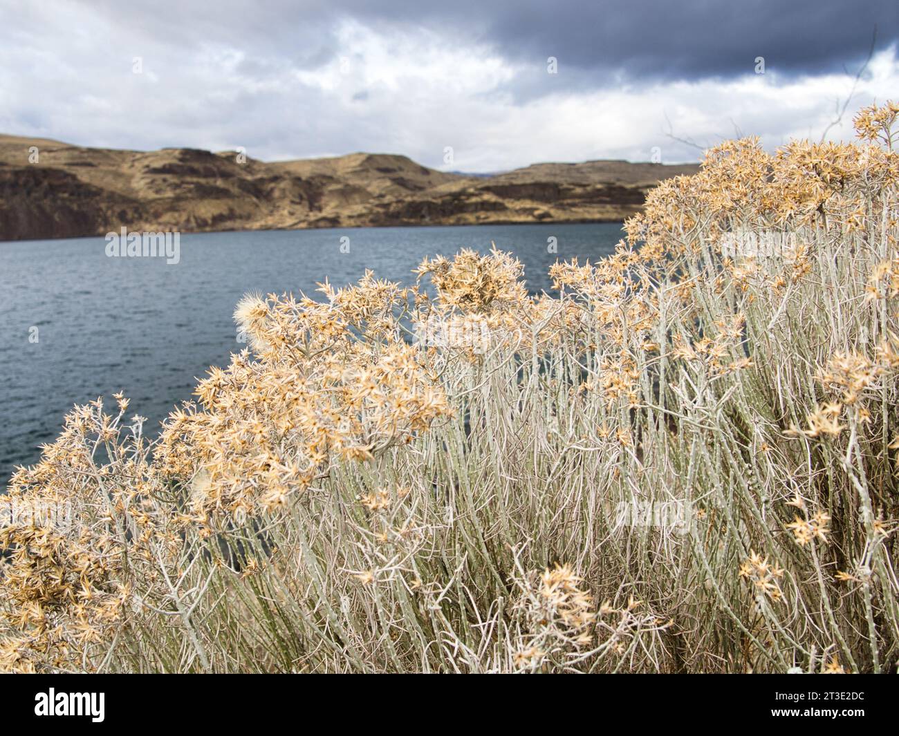 Dramatic image of desert coulee landscape across the Columbia River in Eastern Washington, in the Pacific Northwest. Cloudy sky with dried plants. Stock Photo