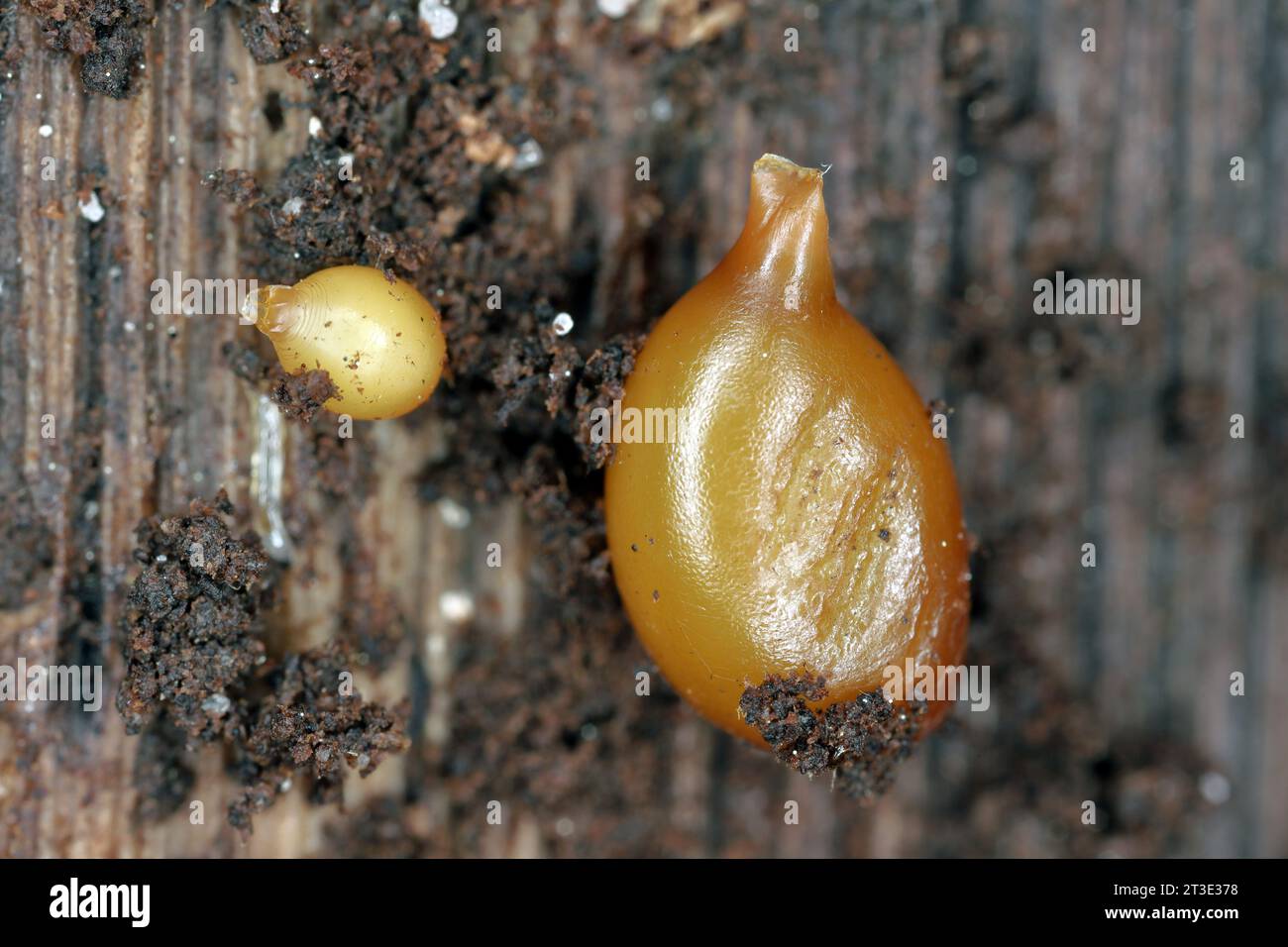 Cocoons (worm eggs) of earthworms (Eisenia lucens) in rotten, damp wood. Stock Photo