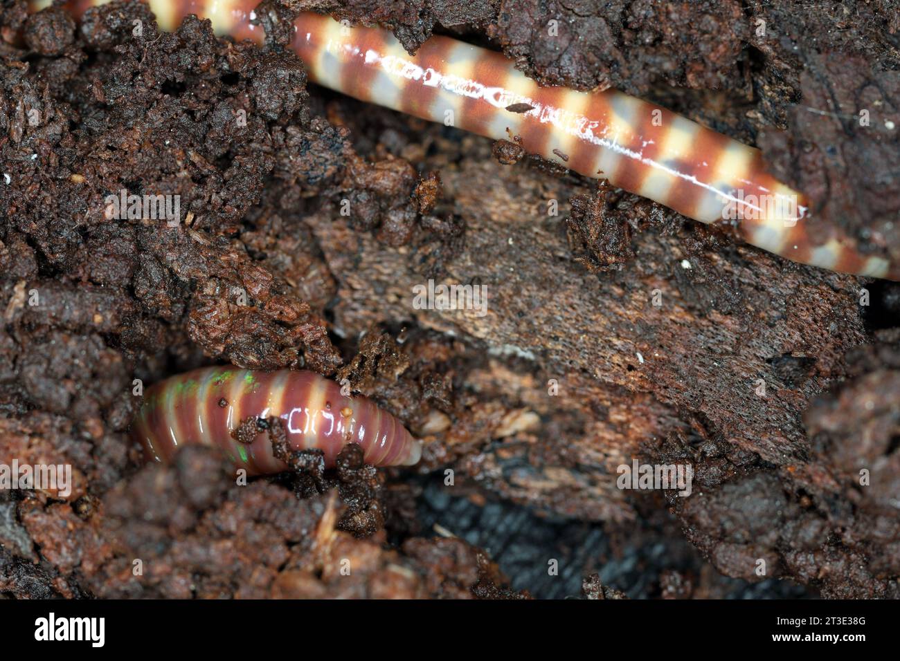 Close-up of earthworms (Eisenia lucens) living in rotten, damp wood. Stock Photo