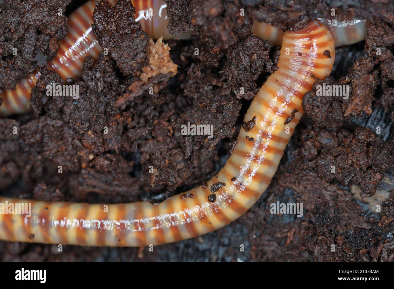 Close-up of earthworms (Eisenia lucens) living in rotten, damp wood. Stock Photo