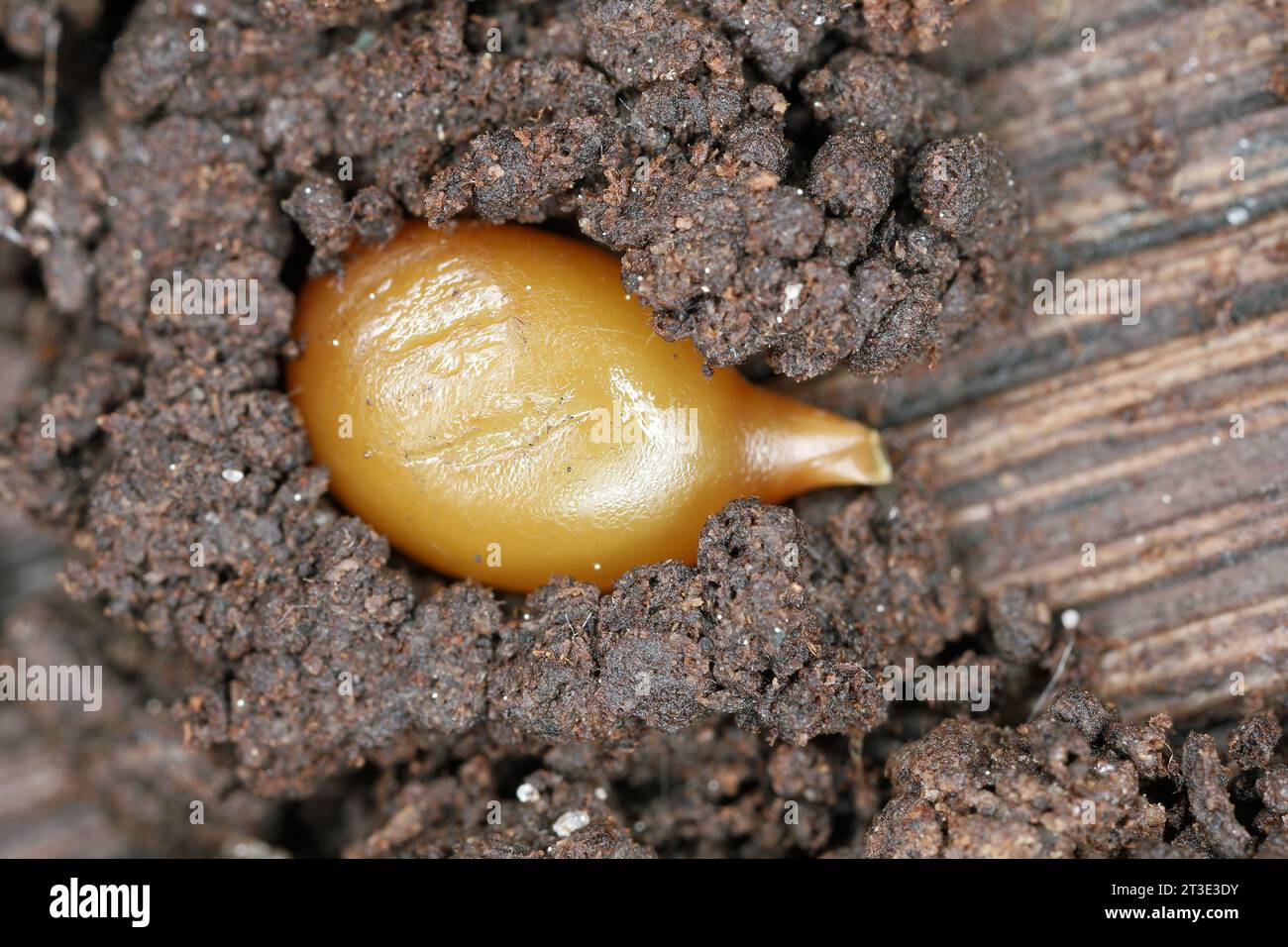 Cocoons (worm eggs) of earthworms (Eisenia lucens) in rotten, damp wood. Stock Photo