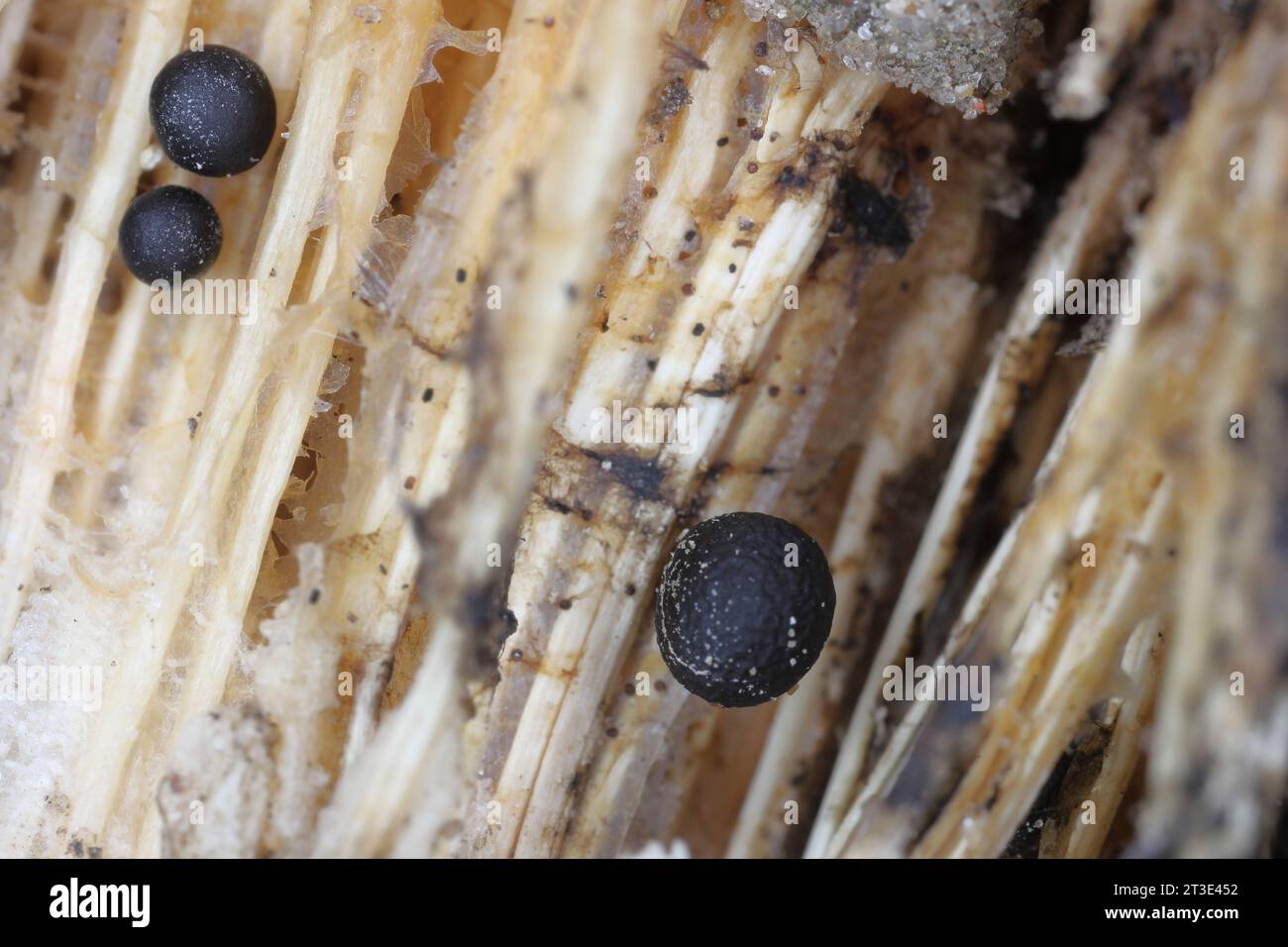 Mycelium and its round formations, fruiting bodies inside the dry stem of an herbaceous plant. High magnification. Stock Photo