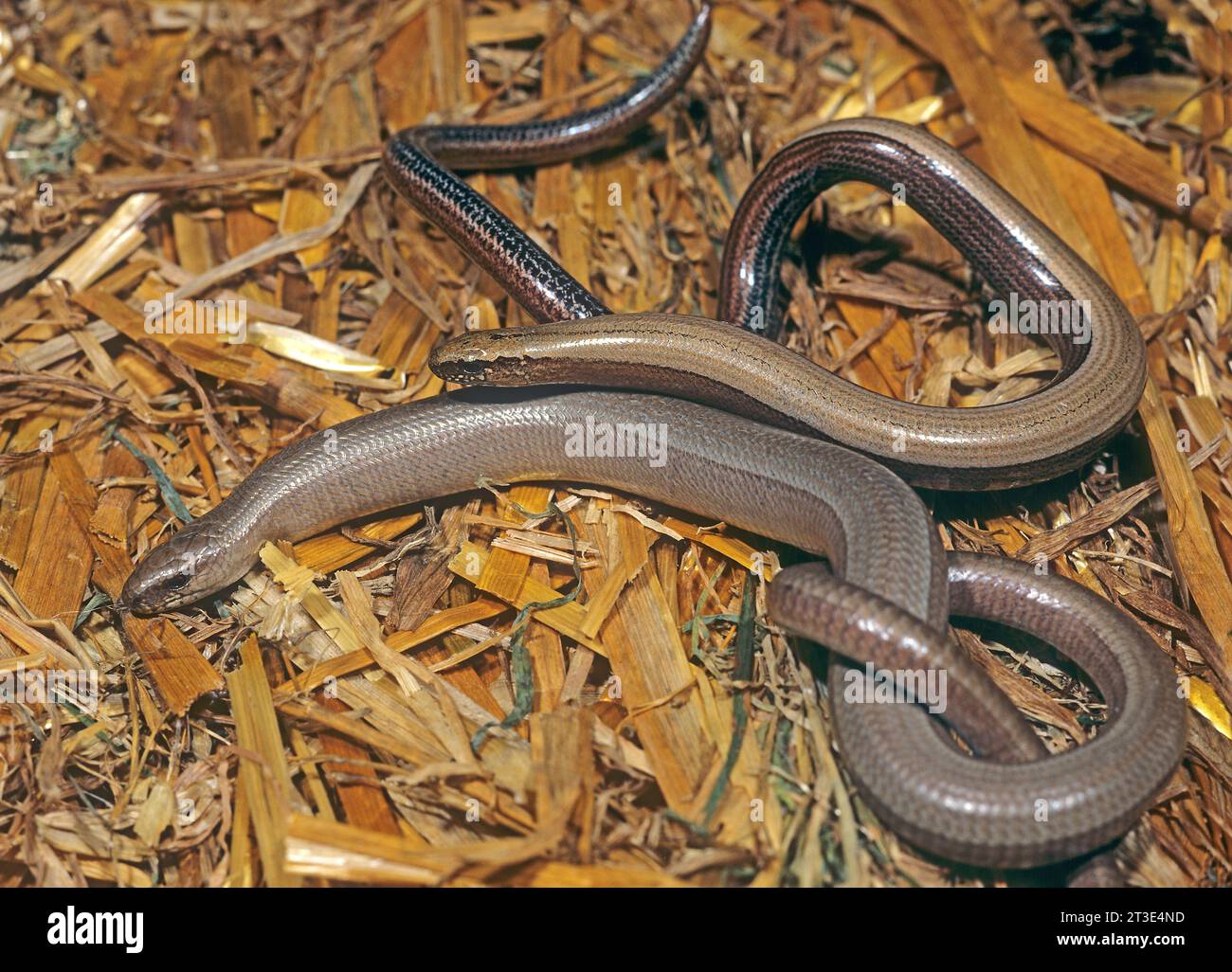 Slpw worm couple discovered under an old straw bale. The female is larger and the smaller male has a golden hue. Anguis fragilis South germany Stock Photo