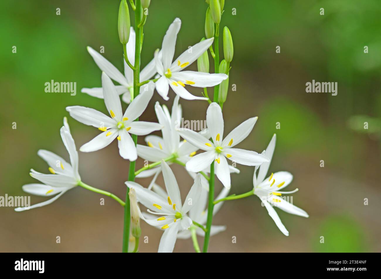 Two flowerheads of St Bernard´s lily side by side. Anthericum liliago Alps, Tyrol, forest edge, 1500 m, Austria Stock Photo