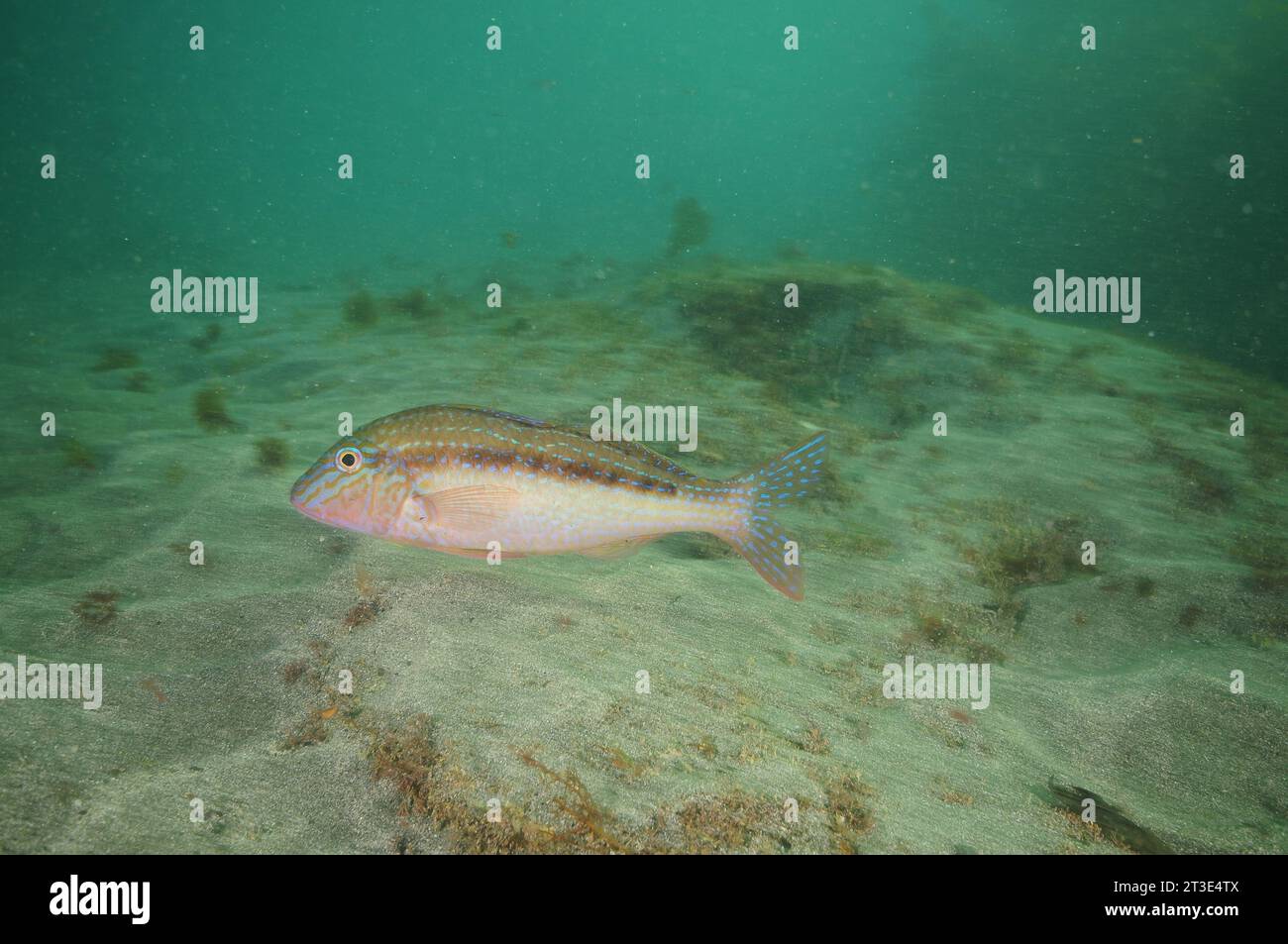 Colourful goatfish Upeneichthys lineatus swimming fast above flat sea floor covered with coarse sand. Location: Leigh new Zealand Stock Photo