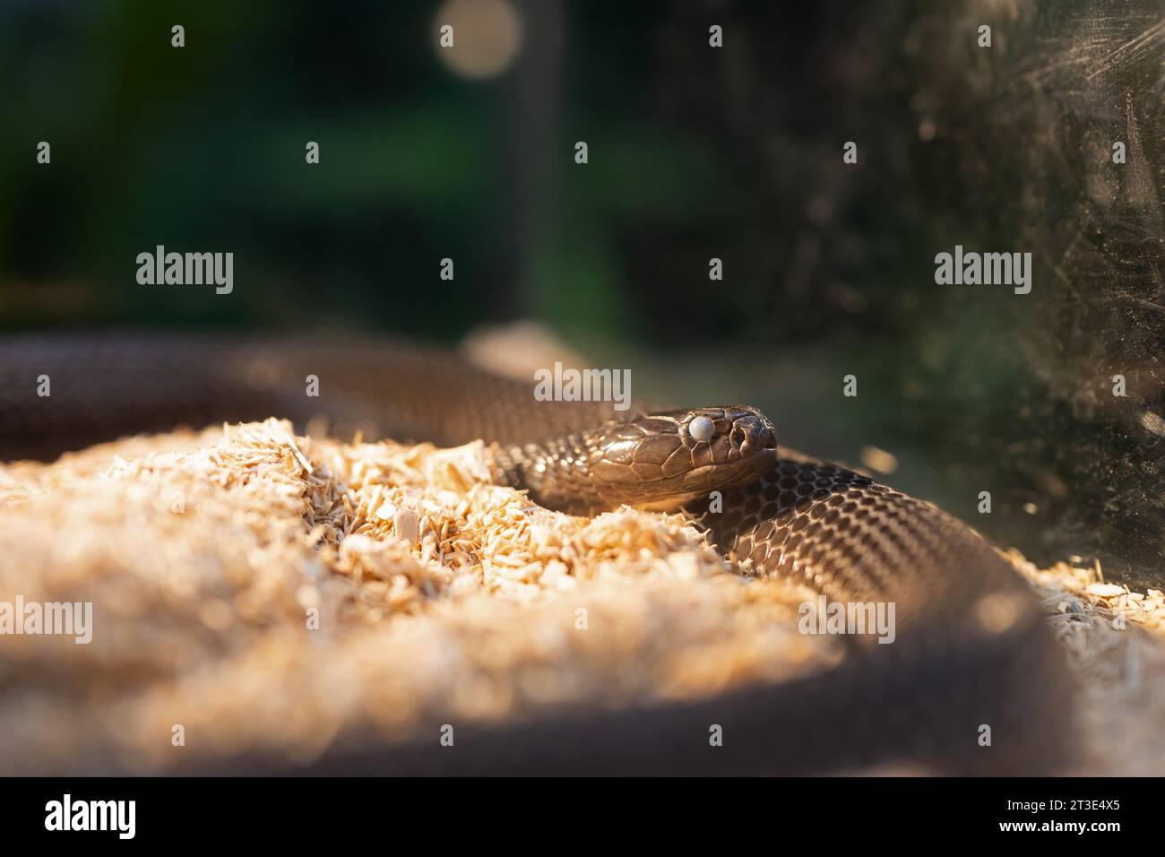 Close-up of a Indochinese spitting cobra entering the molting stage. The snake's eyes were cloudy because it was entering the molting stage. Stock Photo