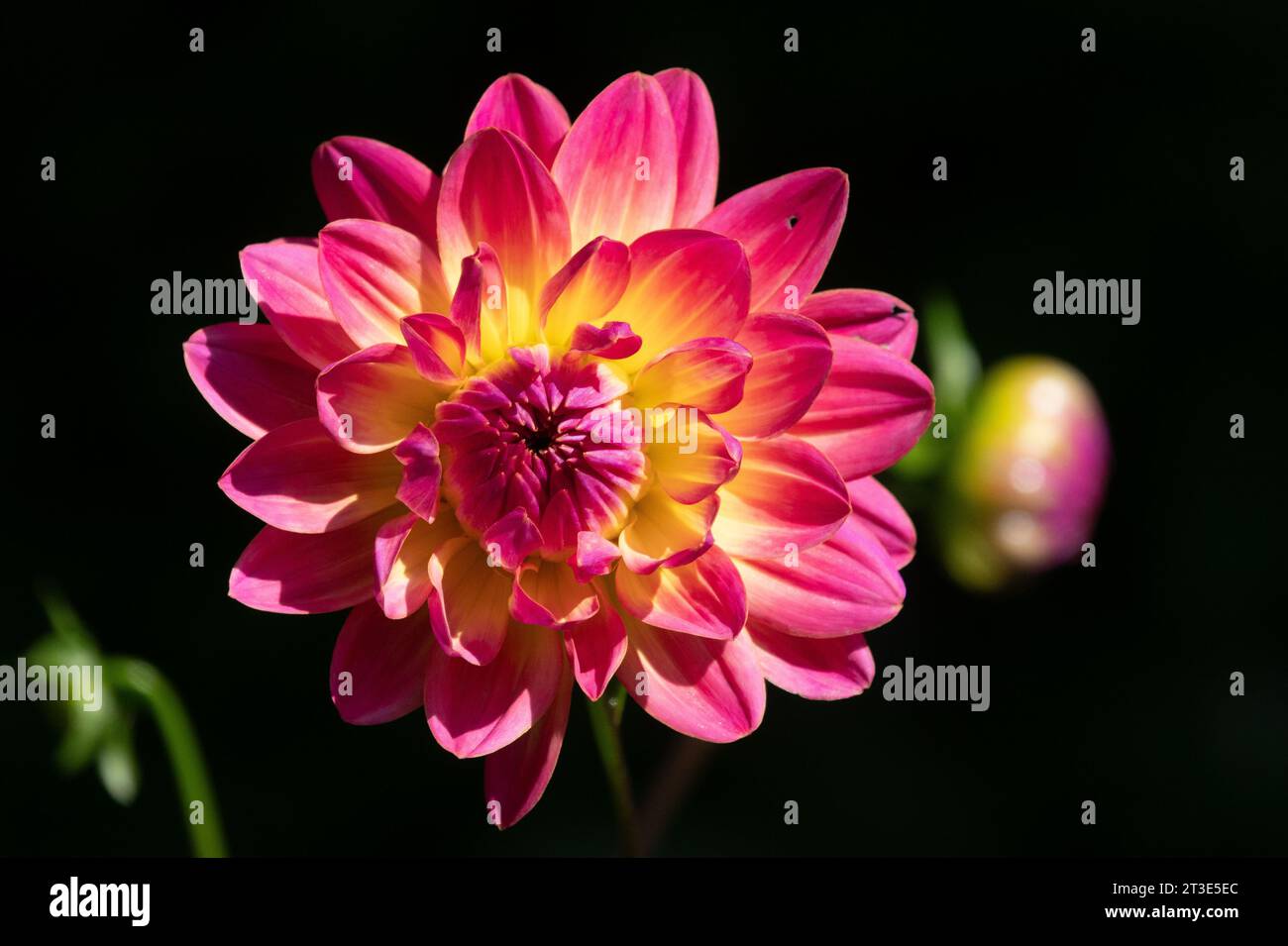 Pink and Yellow Dahlia flower in bloom in garden. Photographed in Buckhimghamshire, England, July 2023 Stock Photo