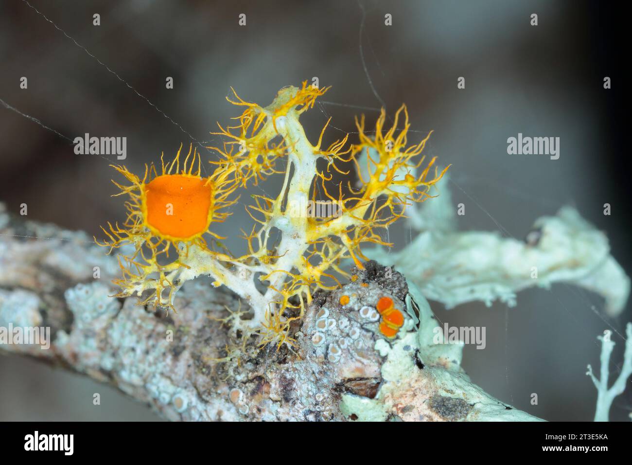 Goldeneye lichen, Teloschistes chrysophthalmus on dry scoop. Stock Photo
