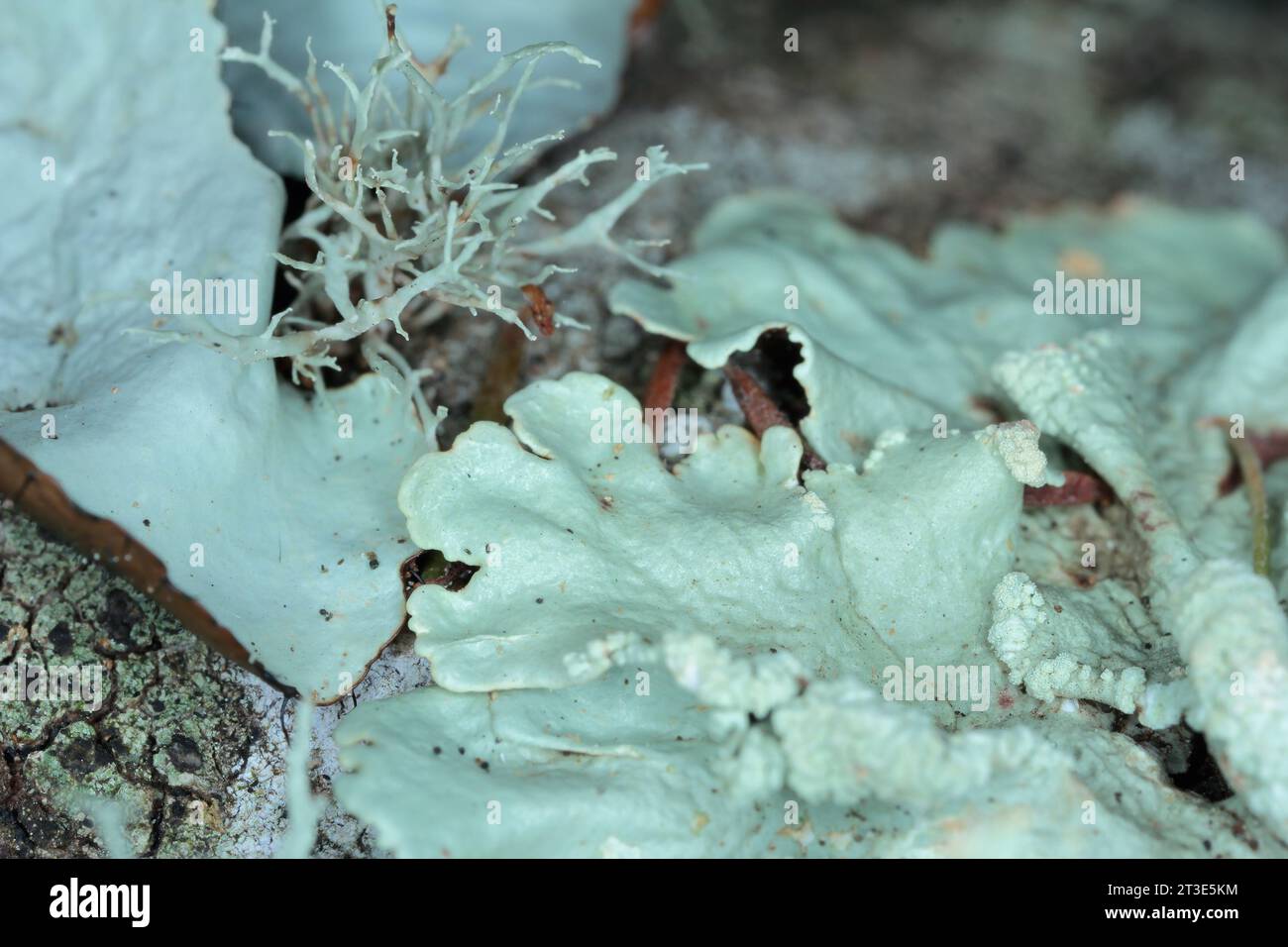 Flat and bushy lichens covering branch. Stock Photo