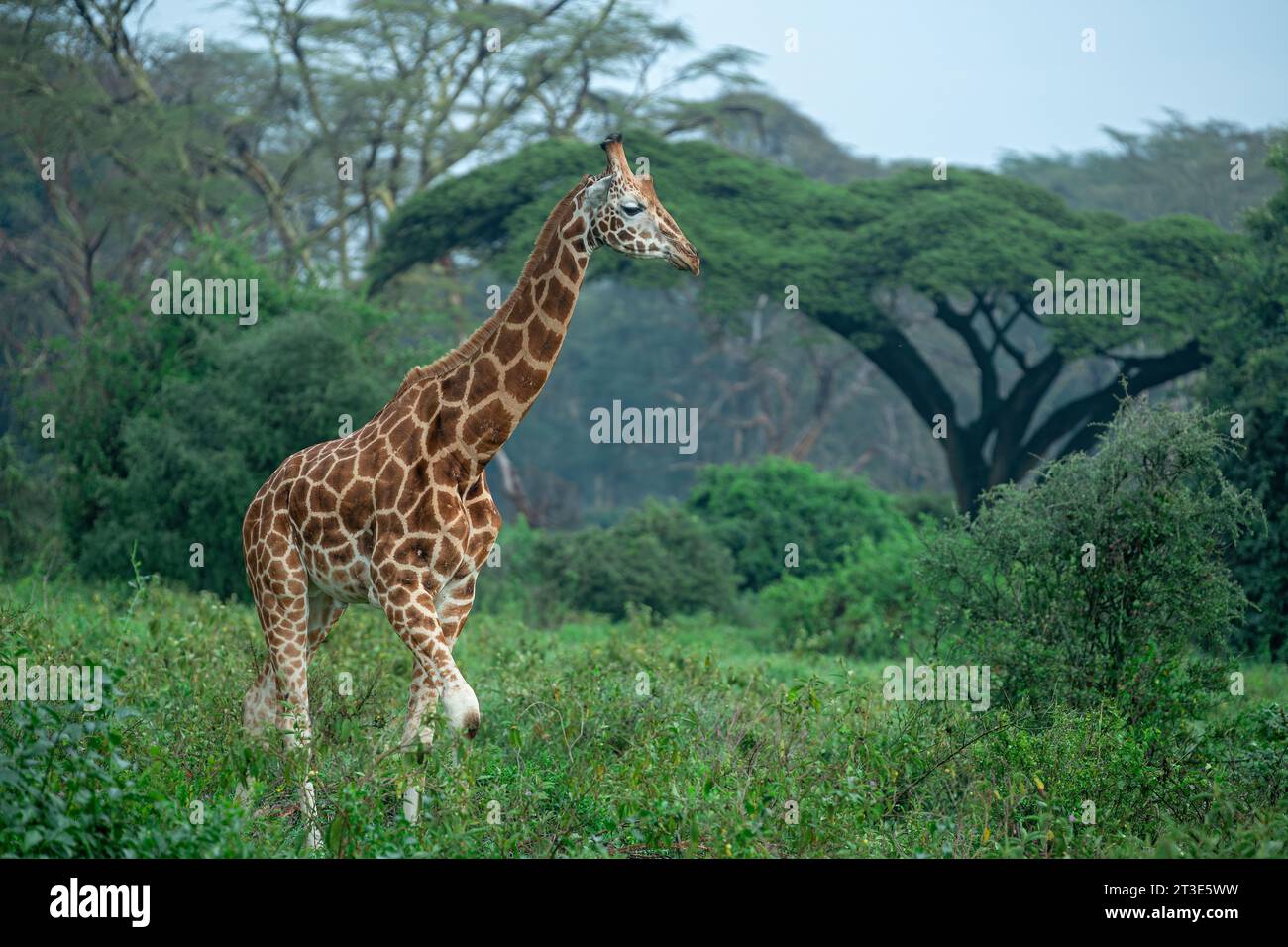 Young female Uganda giraffe walking through a meadow with acacia forest in background at Lake Nakuru National Park, Kenya Stock Photo