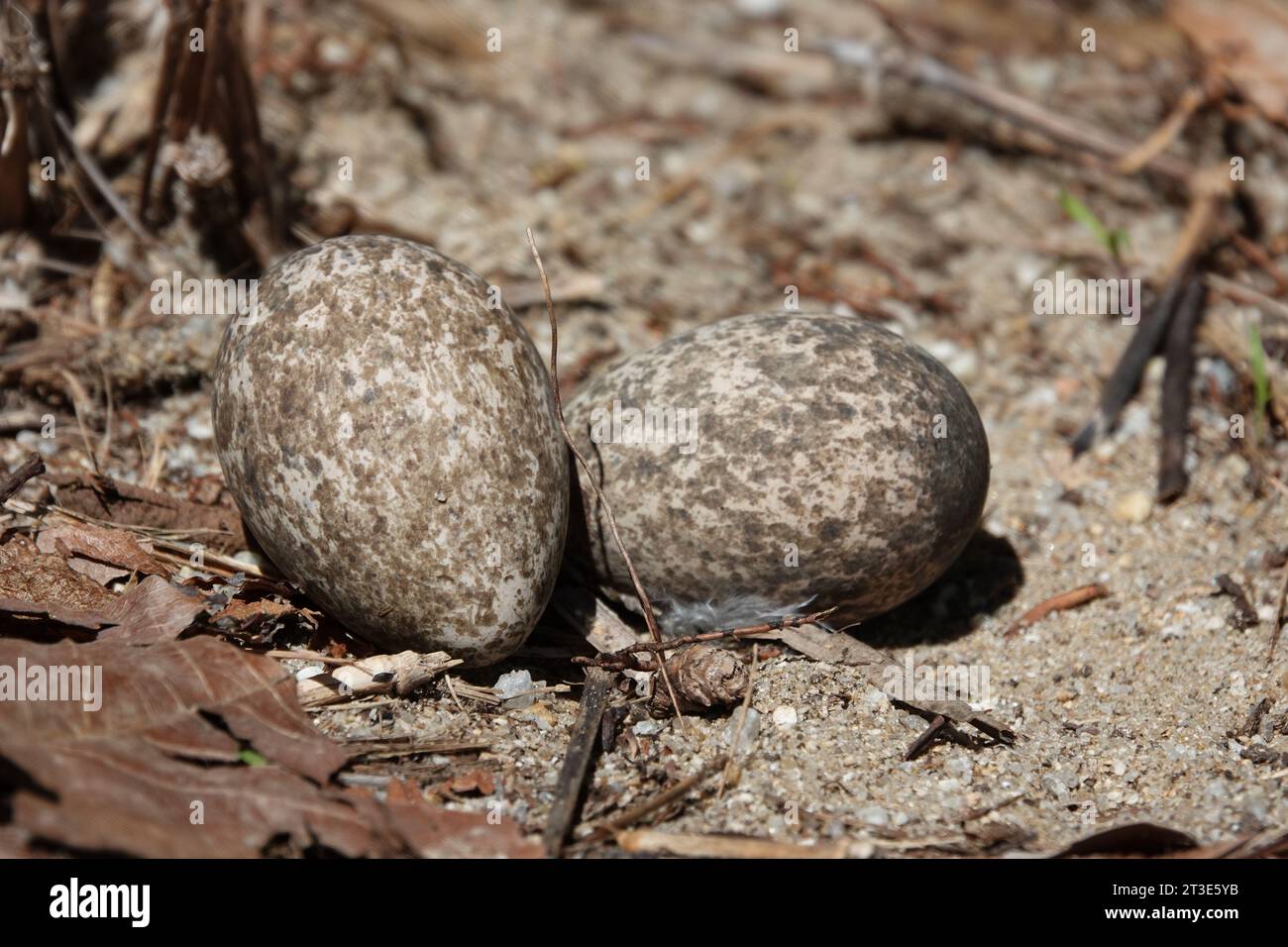 Bush-stone Curlew Eggs in ground nest in restored vegetation area, photographed at Wonga, Far North Queensland, Australia Stock Photo