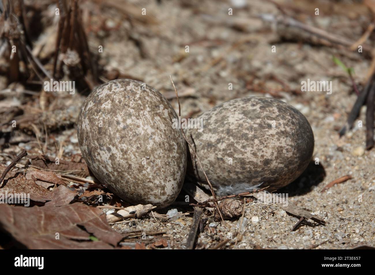 Bush-stone Curlew Eggs in ground nest in restored vegetation area, photographed at Wonga, Far North Queensland, Australia Stock Photo