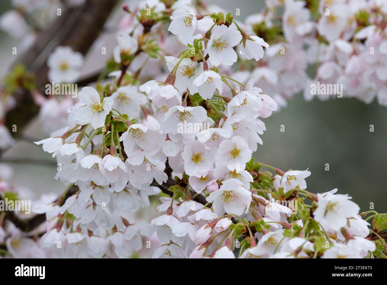 Prunus × yedoensis Somei-Yoshino, Japanese flowering cherry, Potomac cherry, Tokyo cherry, Prunus Yoshino, Yoshino cherry, pale pink blossom Stock Photo