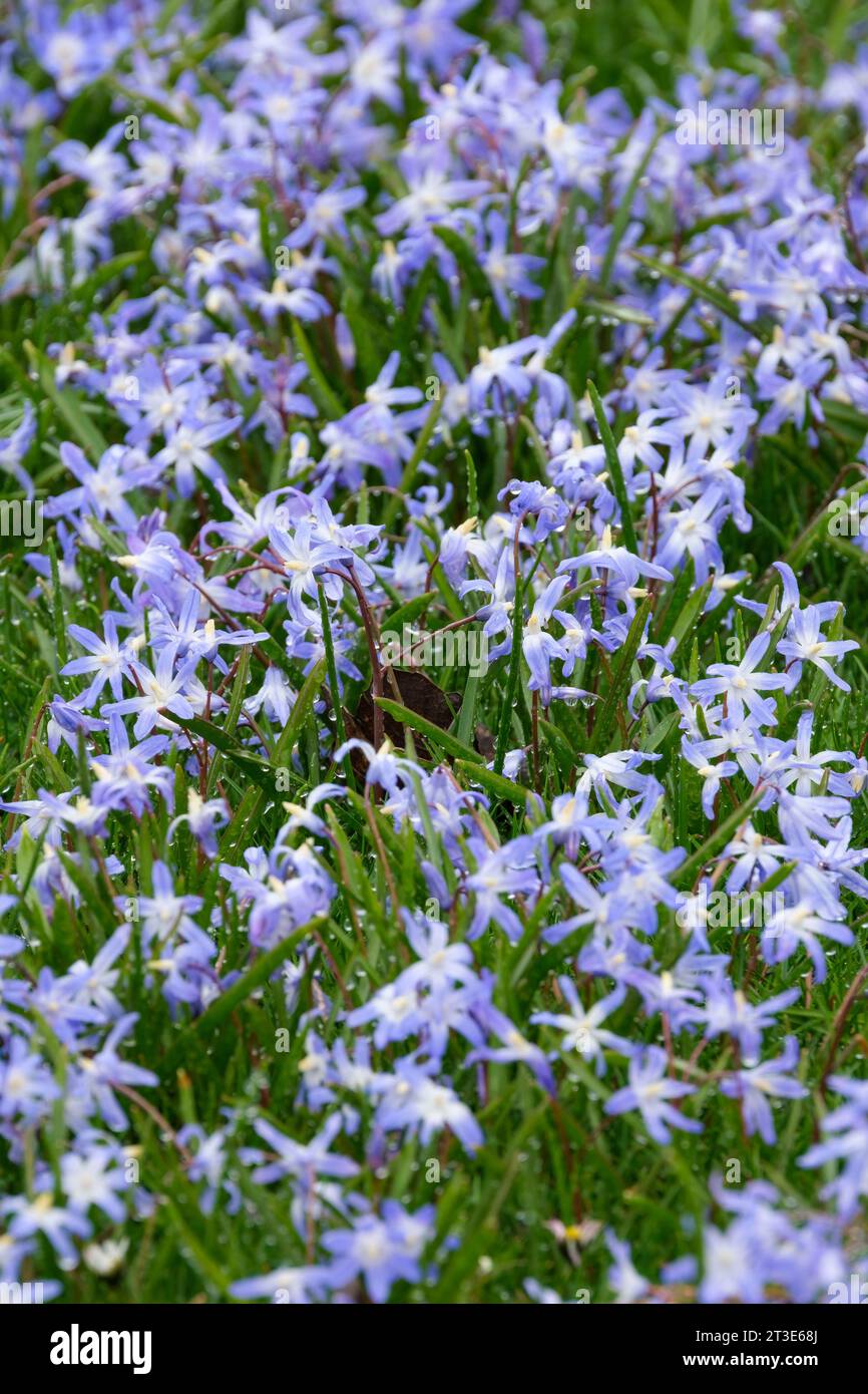 Scilla forbesii, Forbes glory-of-the-snow, star-shaped flowers growing on a lawn in spring Stock Photo