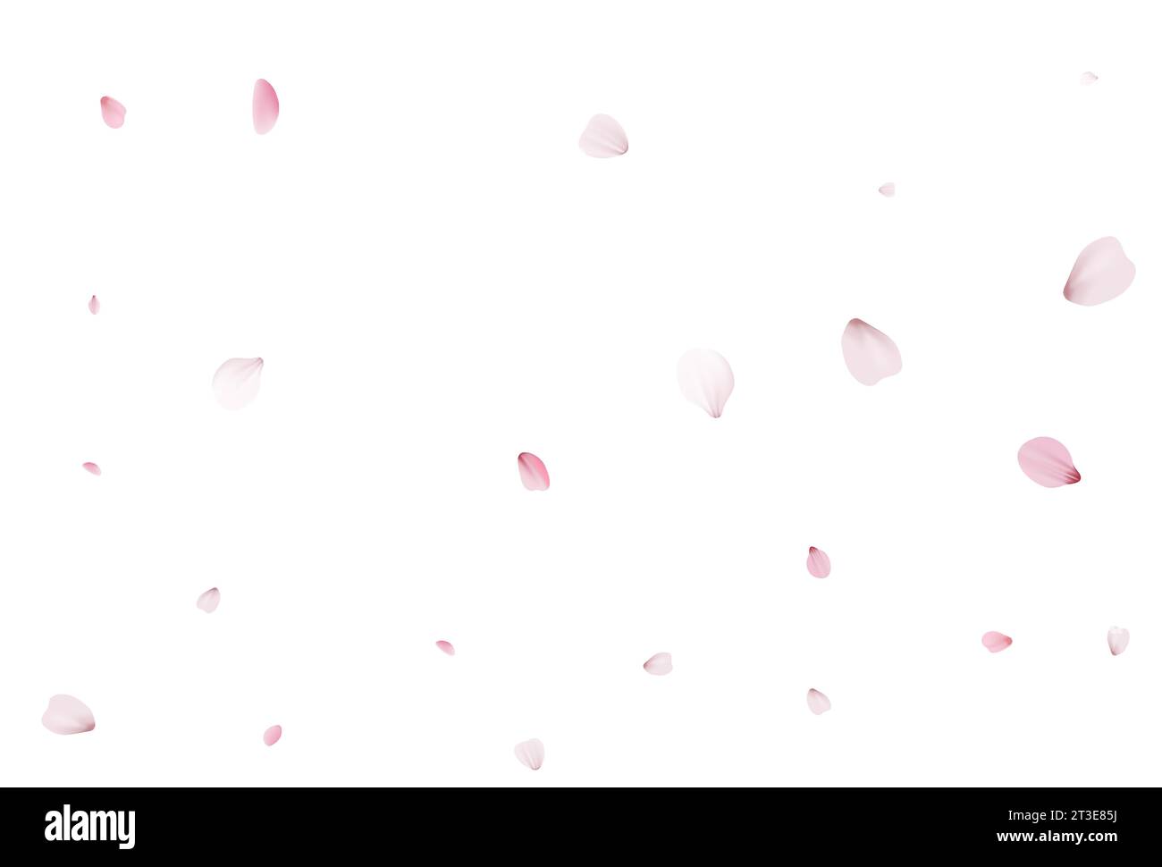 Falling pink sakura petals realistic illustration on transparent