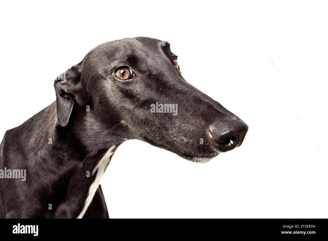 Black greyhound with white background Stock Photo - Alamy