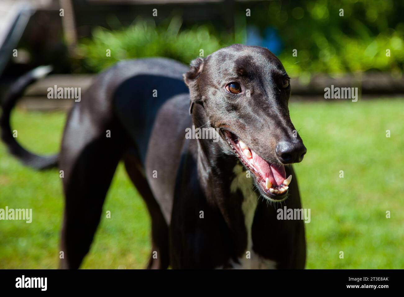 Black Greyhound outdoors Stock Photo - Alamy