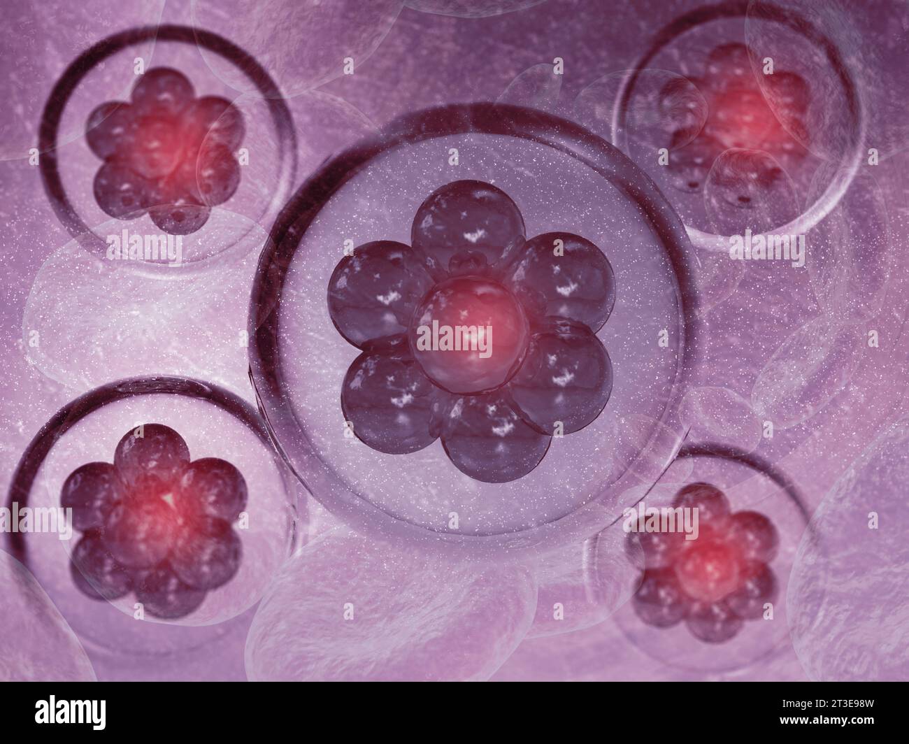 Human cells microscope embryo hi-res stock photography and images - Alamy