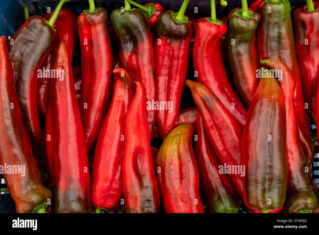 Food photography of fresh red bell pepper, Corno di Toro Rosso (Capsicum annuum), raw organic vegetable close-up macro - stock photo Stock Photo