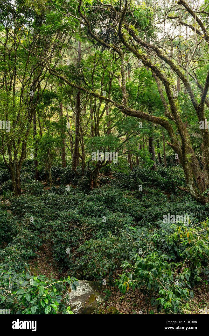 An organic coffee farm in the mountains of Panama, Boquete, Chiriqui highlands - stock photo Stock Photo