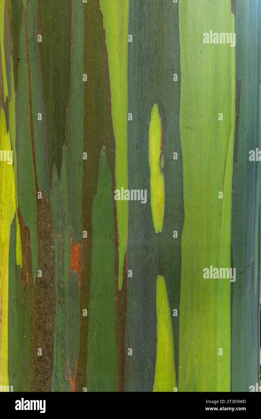 Close up of the bark of an eucalyptus tree, Chiriqui province, Panama - stock photo Stock Photo