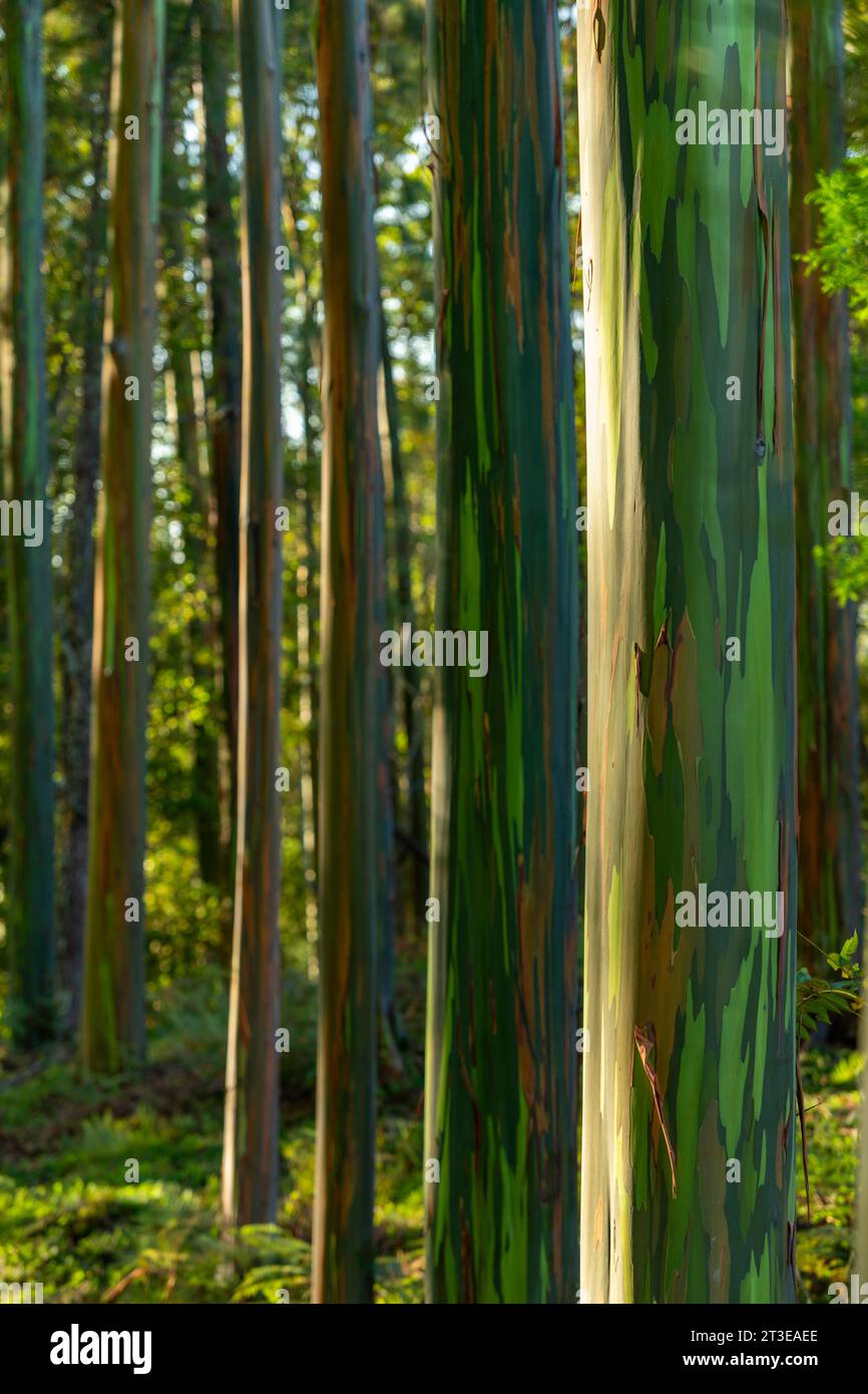 Sun rays shining through Eucalypt trees on a cold morning, Chiriqui