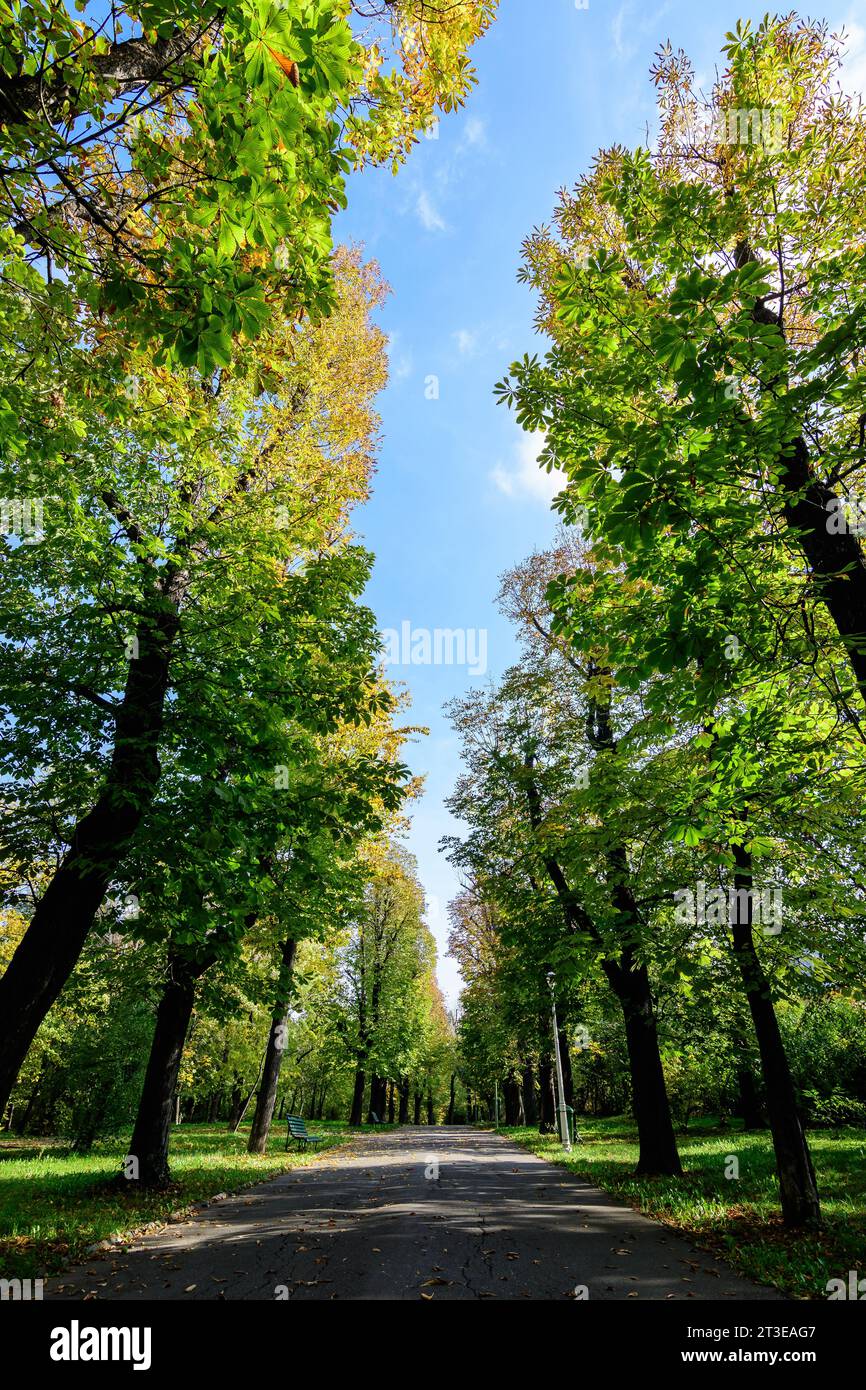 Landscape with the alley surrounded by green and yellow old large chestnut trees and grass in a sunny autumn day in Parcul Carol (Carol Park) in Bucha Stock Photo