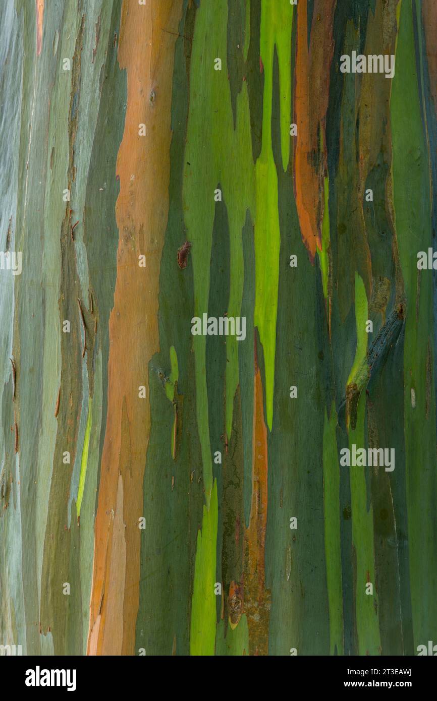 Close up of the bark of an eucalyptus tree, Chiriqui province, Panama - stock photo Stock Photo