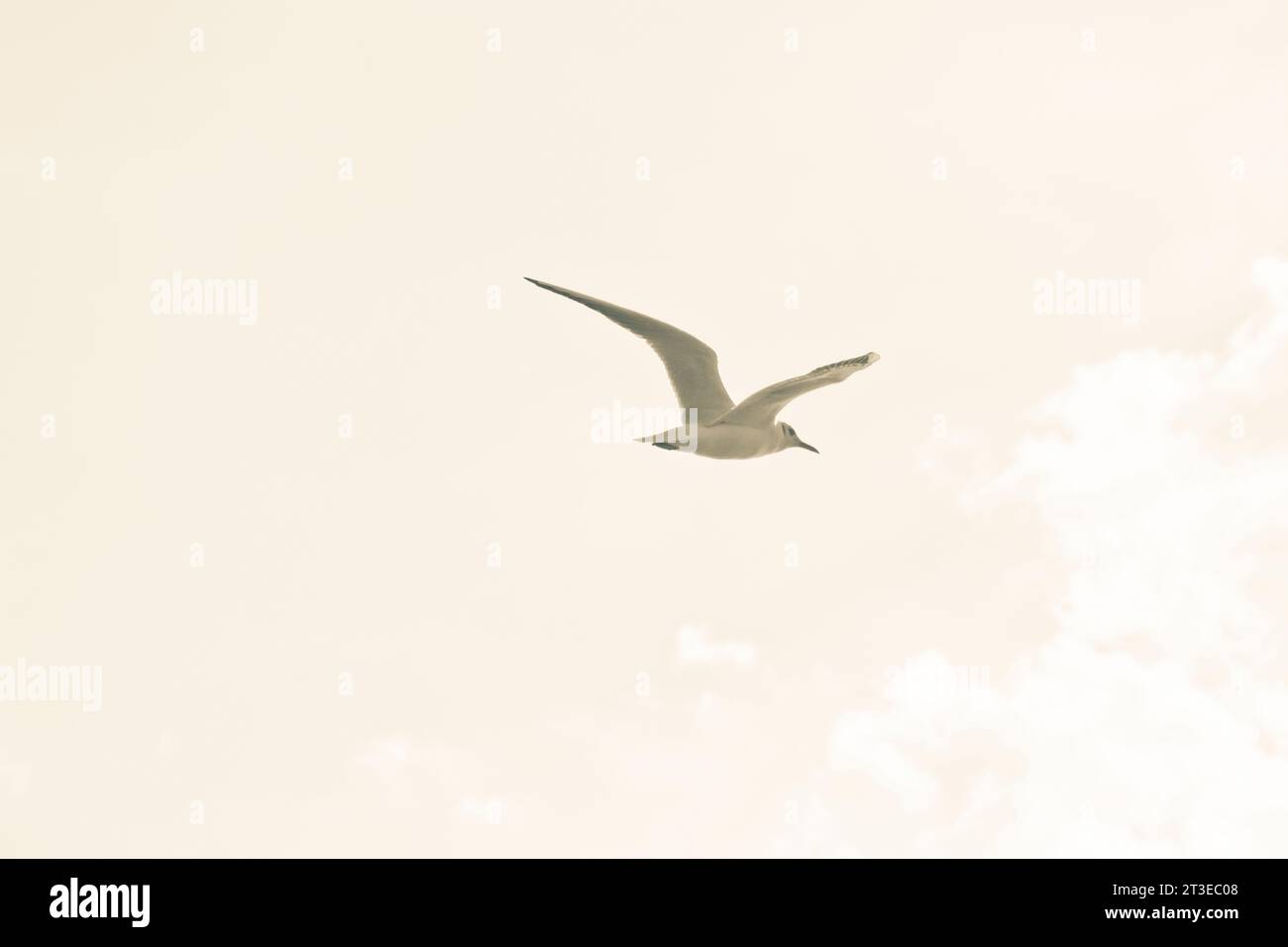 Seagull flying in the sky. Stock Photo
