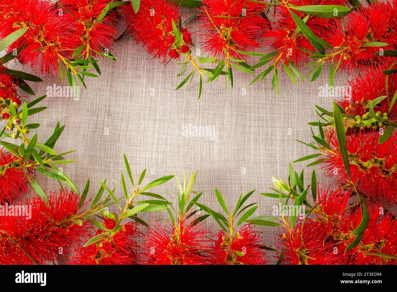 Australian Red bottlebrush Stock Photo - Alamy