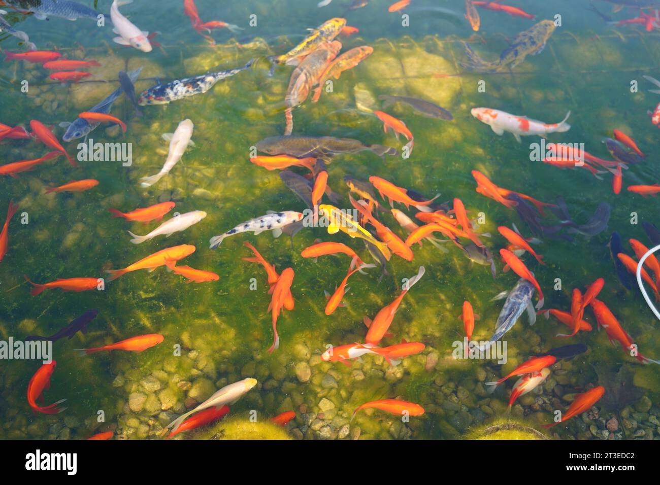 Goldfish in water pond park hi-res stock photography and images - Alamy