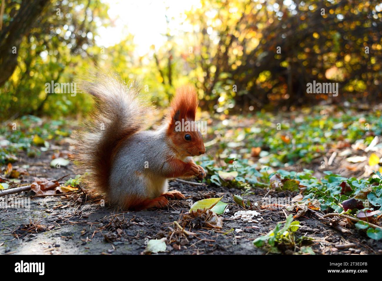 A squirrel sits in the sun and eats nuts on the ground. Side view Stock Photo