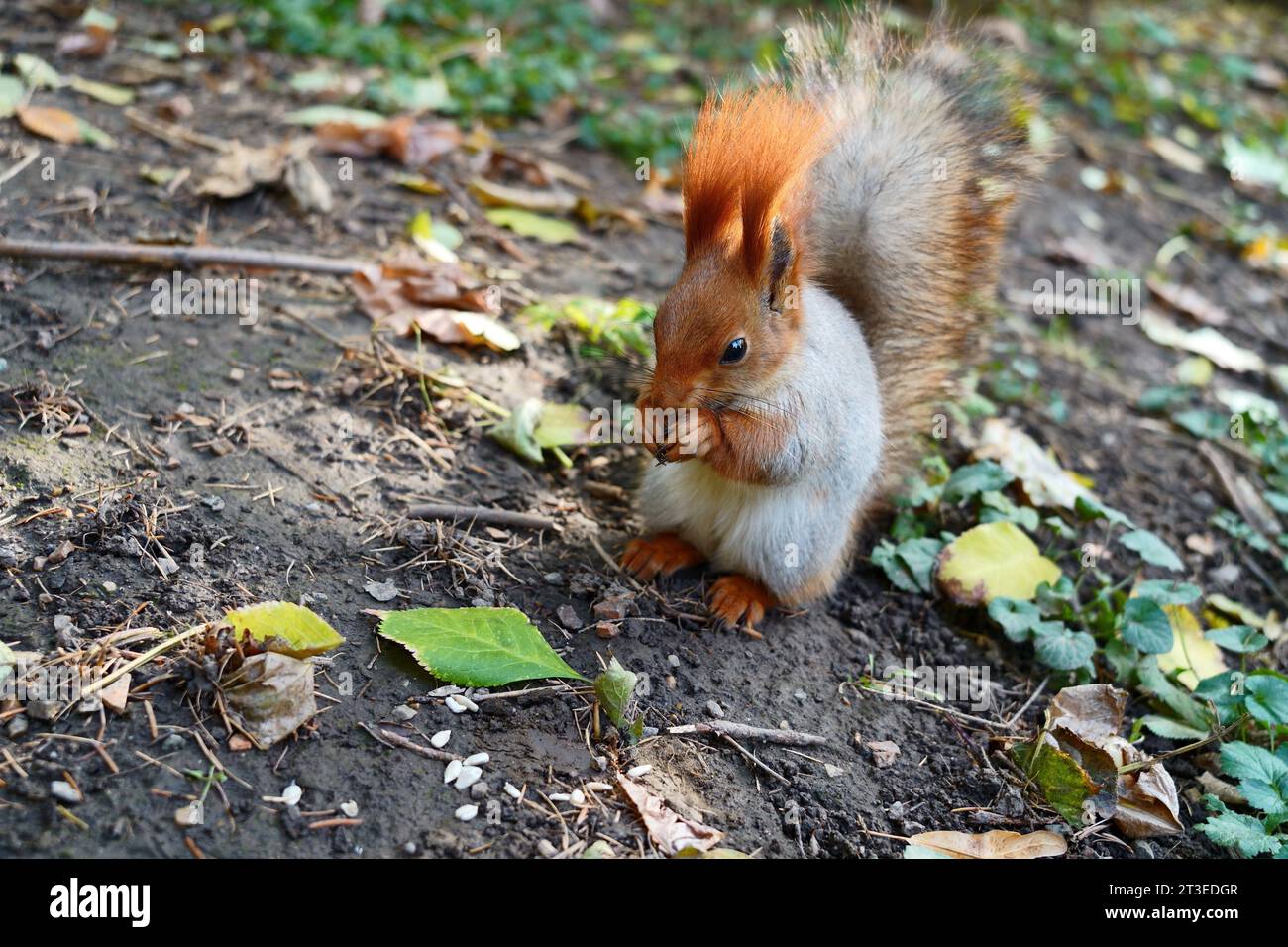 On the ground, a squirrel eats a nut. Autumn Leaves Stock Photo