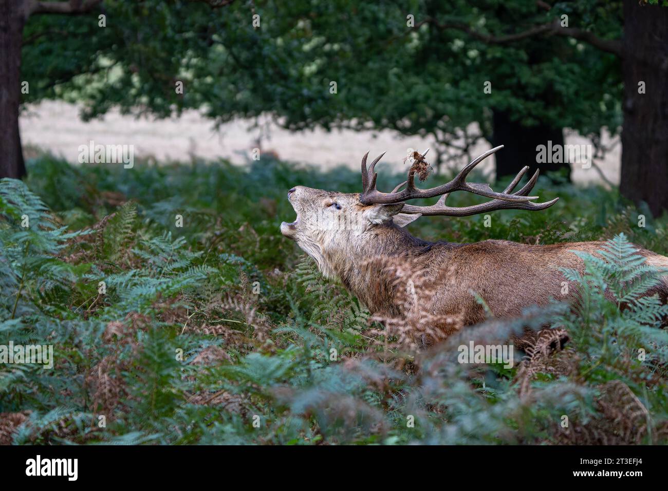 Red deer stag during rutting season in Richmond Park Stock Photo