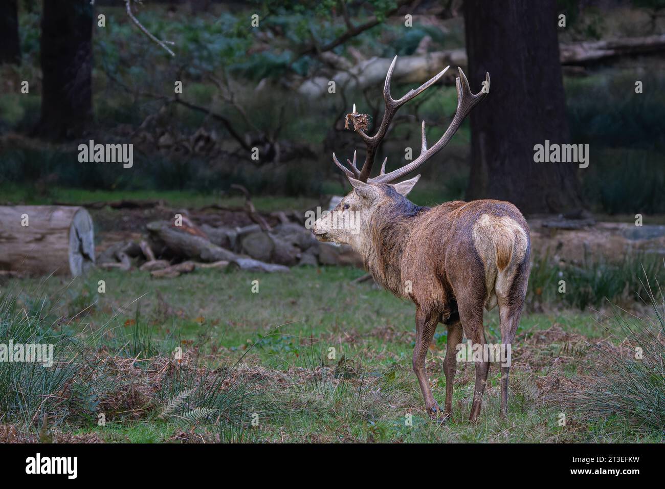 Red deer stag during rutting season in Richmond Park Stock Photo